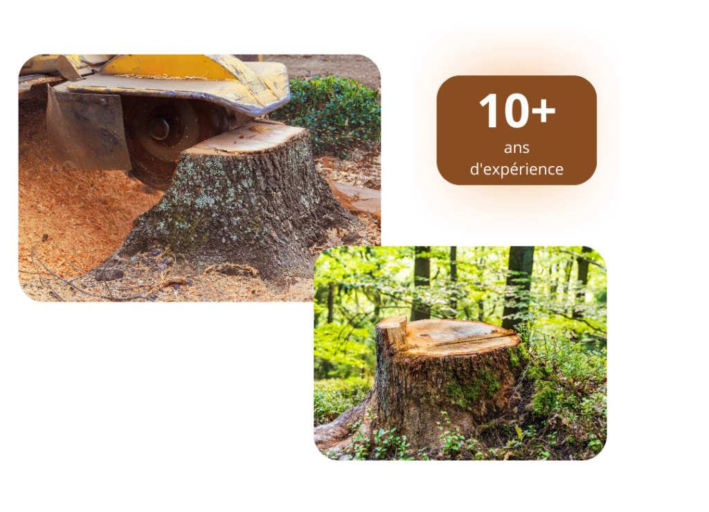 Dessouchage'Express - A propos